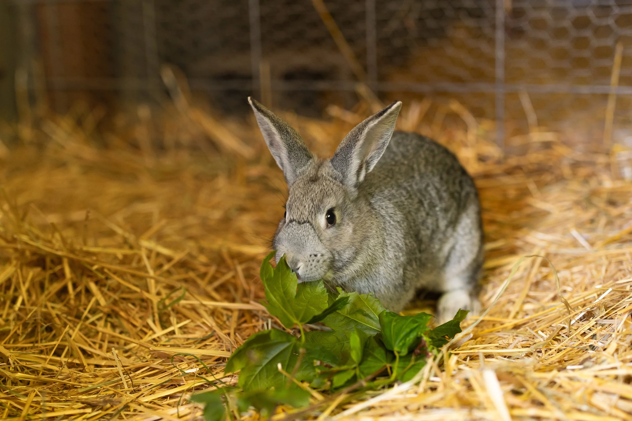 American Chinchilla Rabbits — Mossy Meadows Farm